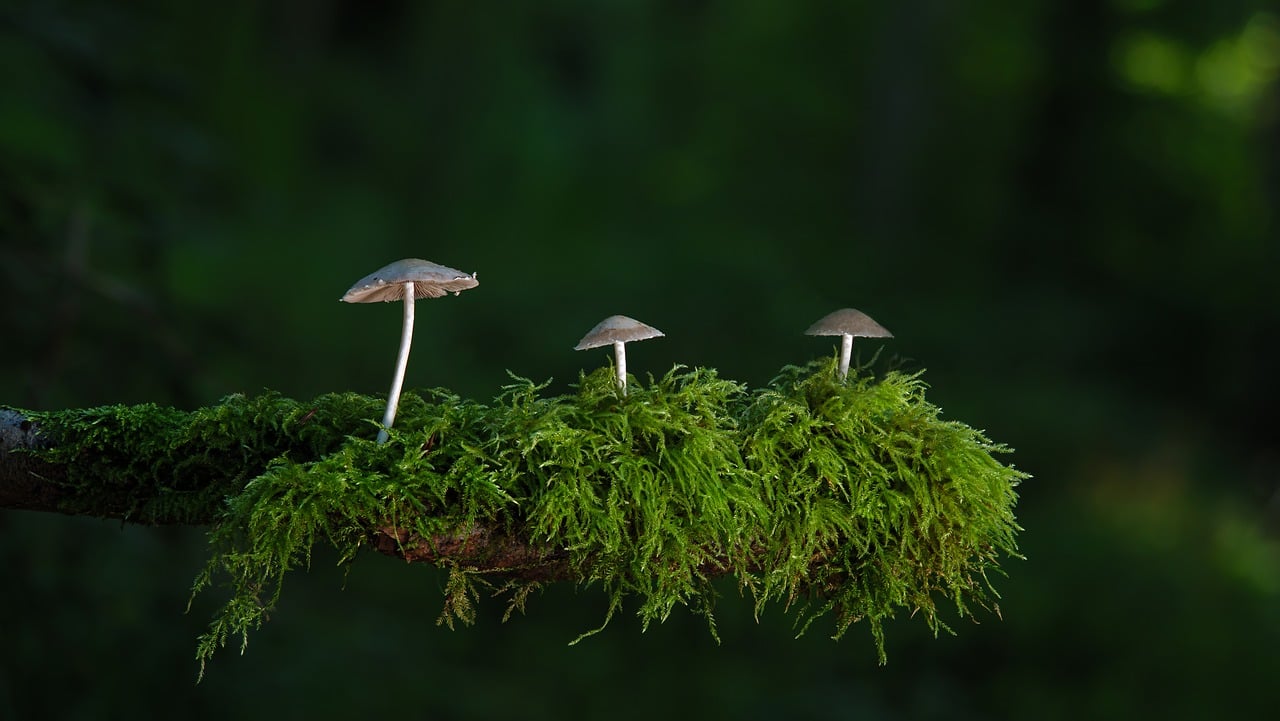 산림 대회 참가 신청