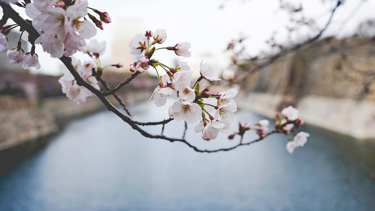 전라도 꽃구경할만한 곳